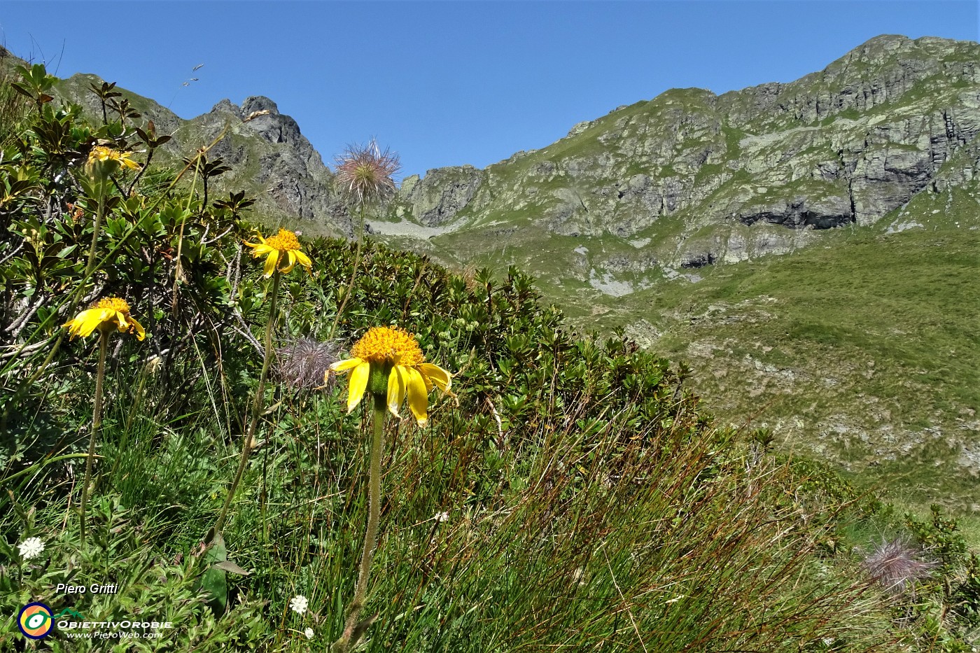 33 Arnica.JPG